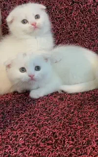 واگذاری رایگان گربه