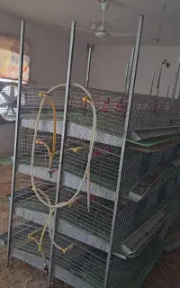 قفس بلدرچین کبگ مرغ تعداد 32 طبق یکجا 100 میلیون