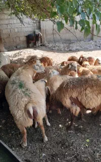 قوچ مغانی کار بلد