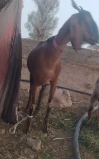مری سه قلوزا