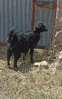 گوسفند داشتی