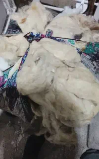 پنبه