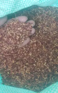 تخم جارو و جاروی دستی مشهدی