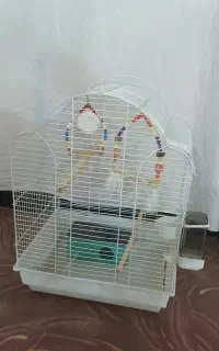 قفس