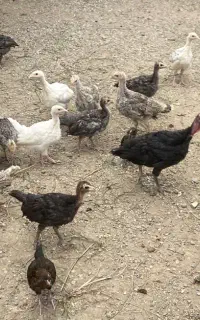جوجه بوقلمون محلی ۳ماهه
