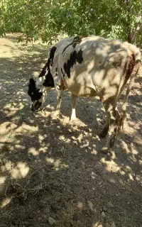 فروش‌گاو‌گوسال