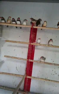 فنچ