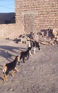 مری  آبستن خانگی دوقلوزا با دوبزغاله ماده جوخور