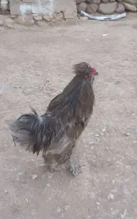 حراج خروس سلطان