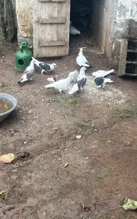 کبوتر