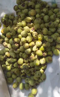 گردو