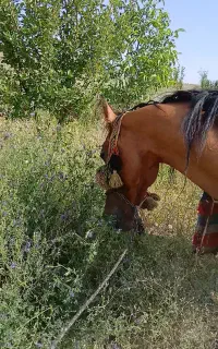 اسب مادیون آبستن و کره نر