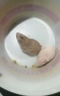 همستر سوری