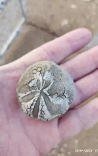 سنگ فسیل