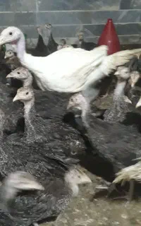 جوجه مرغ جوجه بوقلمون