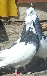 یه جفت کاکلی کرمانشاهی