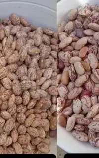 لوبیاچیتی