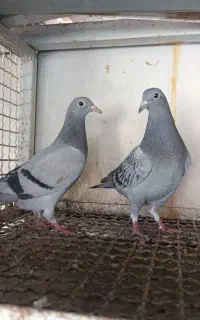 جوجه پلاکی