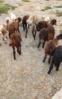 ۱۲تا بره پرواری