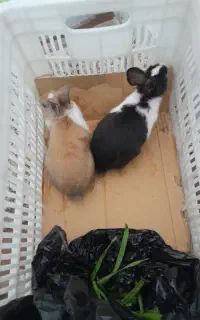 خرگوش دوماهه نر و ماده دونه ای ۲۰۰