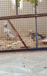 جوجه