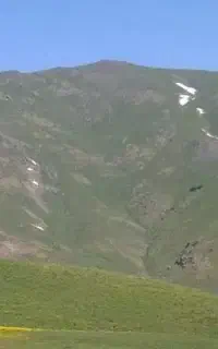 علف آلف