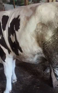 طلم
