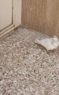 کبوتر کاشانی