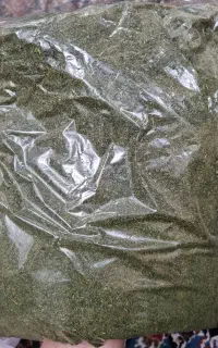 شوید خانگی تازه