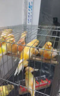قناری برفکی سوپر کشیده بلنداخمو نر