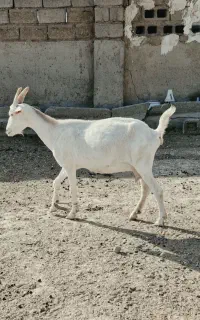 فروش سه راس بز شیری سانن