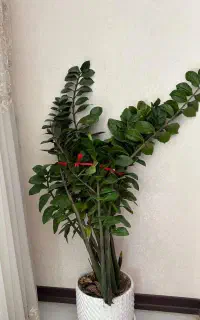 گل طبیعی زاموفیلیا