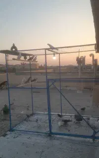 تور کفتربا قوطی ۲۰×۲۰