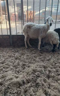 میش برای داشت