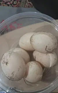 تخم اردک اسرائیلی