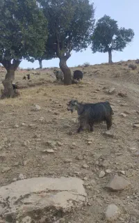 بزوبزغاله