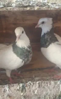 فروش کفتر  چمله