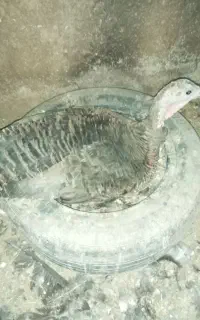 بوقلمون کرچ