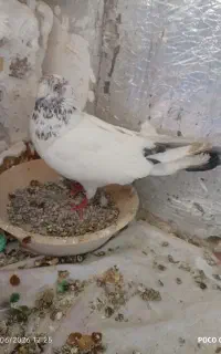 چهار عدد کبوتر