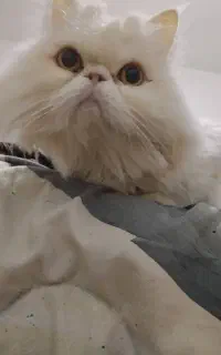 گربه پرشین نر پنج ساله