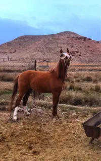 اسب نریون‌دوساله