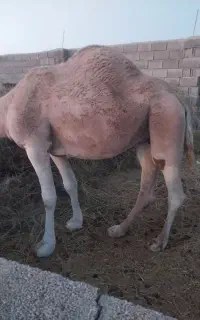 شترسفید سواری سر مایه