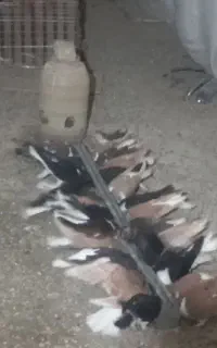 فروش کبوتر