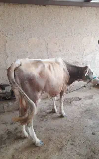 گاوشیری
