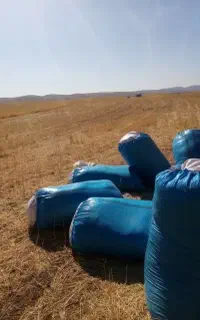 کاه دیم