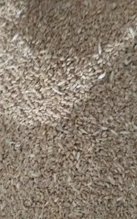 سلام گندم و ذرت  جدا. از هم تمیز بدون ذره ای اشغال