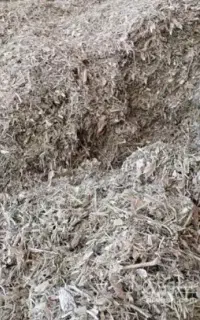 کاه لوبیا