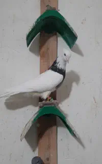 تعدادی نر سار و طوقی