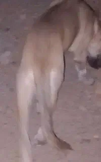 گمشده سگ زرد