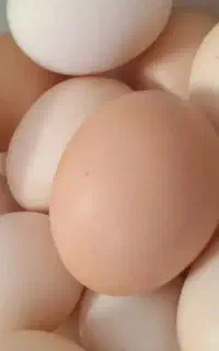 تخم مرغ محلی